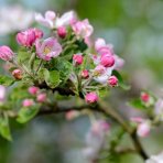 Mini jabloň stĺpovitá (Malus ballerina) ´CROQUELLA´ - jesenná, výška 70-90 cm - voľnokorenná